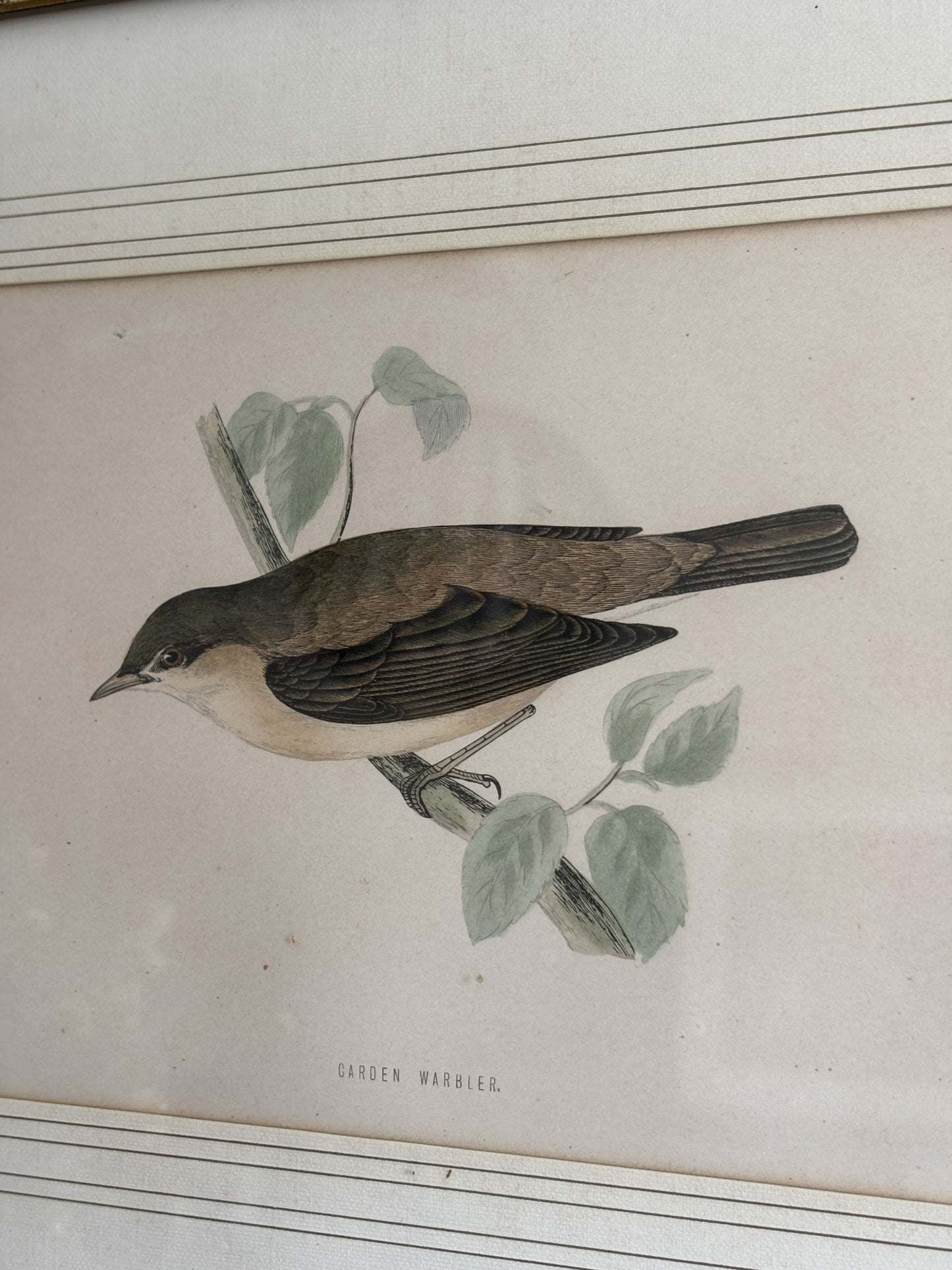 Garden Warbler Print