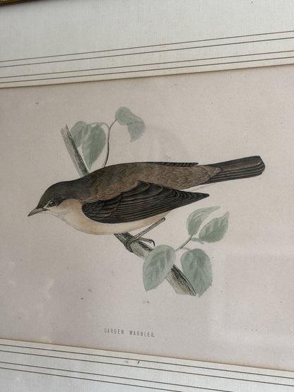 Garden Warbler Print