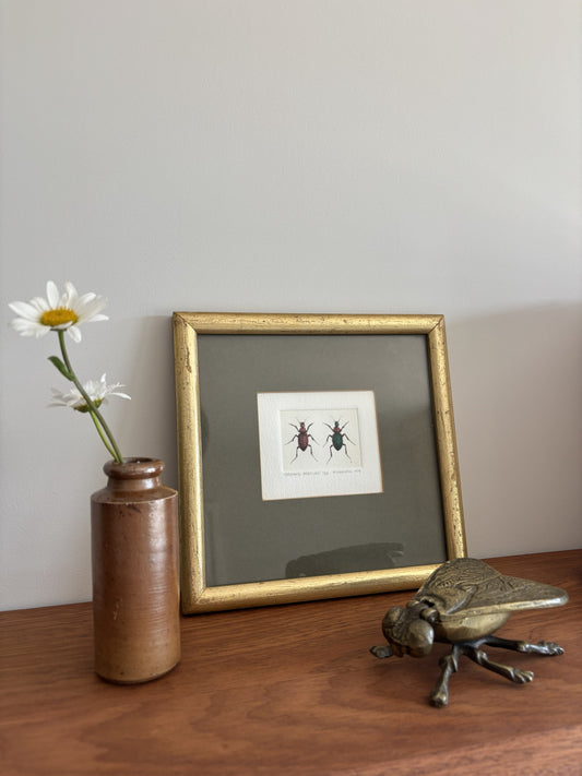 Ground Beetles Copper Engraving and Water Colour by Mary Farnell 1979