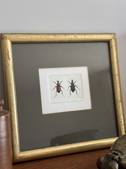 Ground Beetles Copper Engraving and Water Colour by Mary Farnell 1979